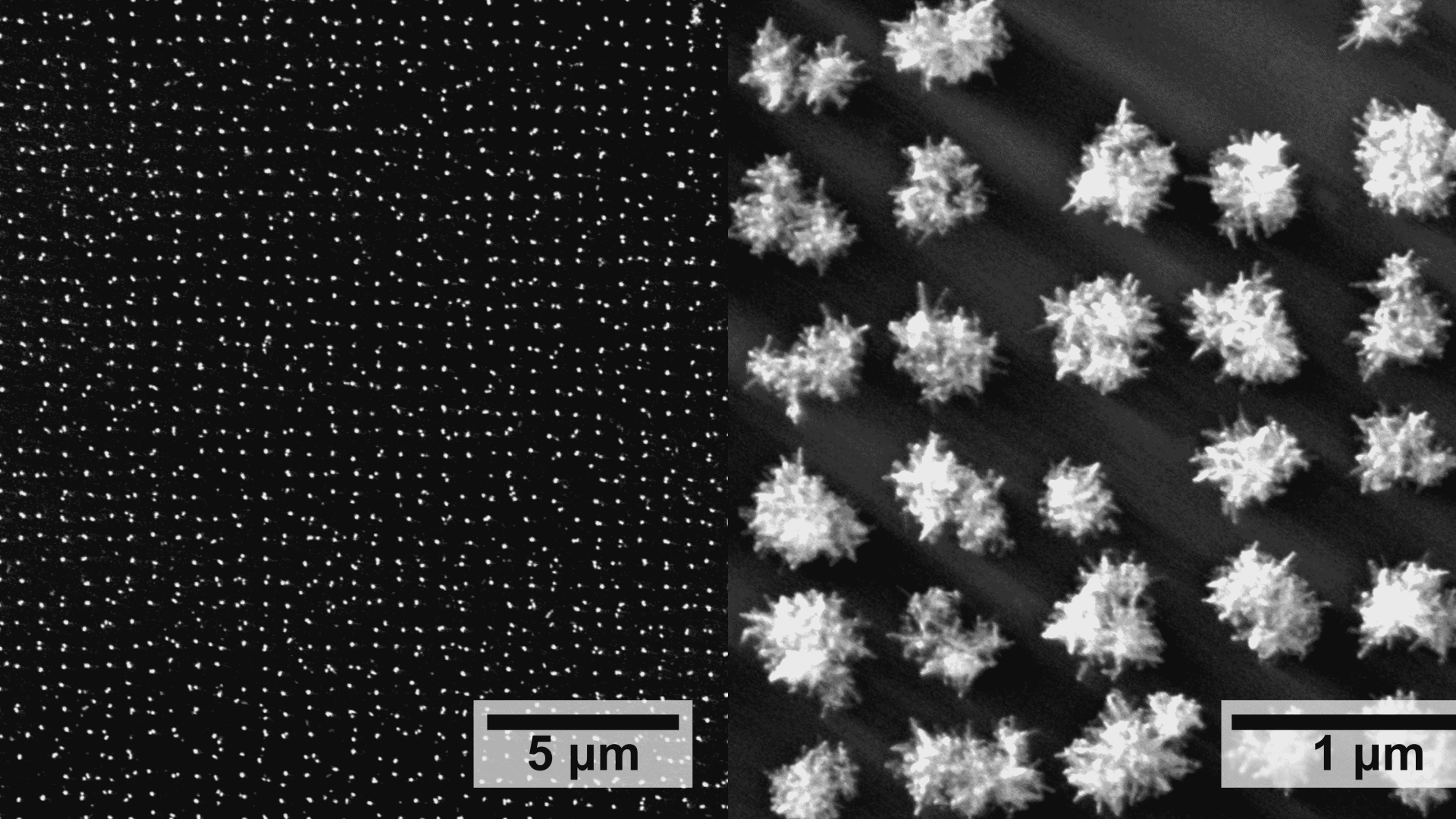 SEMs of plasmonic arrays grown in situ.of gold nanoparticles | ICMAB, CSIC