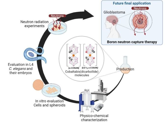 Cobaltabis(dicarbollide) ([o-COSAN]−) as Multifunctional Chemotherapeutics: A Prospective Application in Boron Neutron Capture Therapy (BNCT) for Glioblastoma
