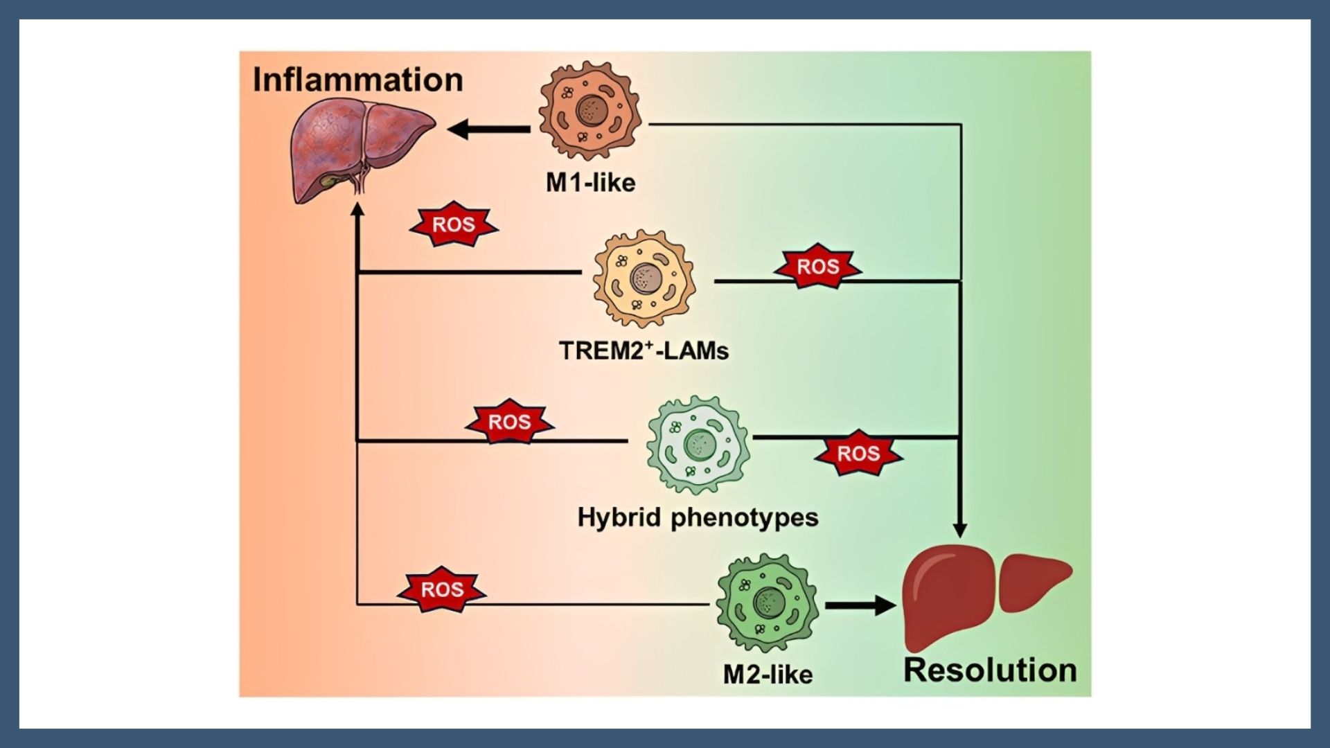 ICMAB - Beyond M1/M2: The role of reactive oxygen species in liver ...