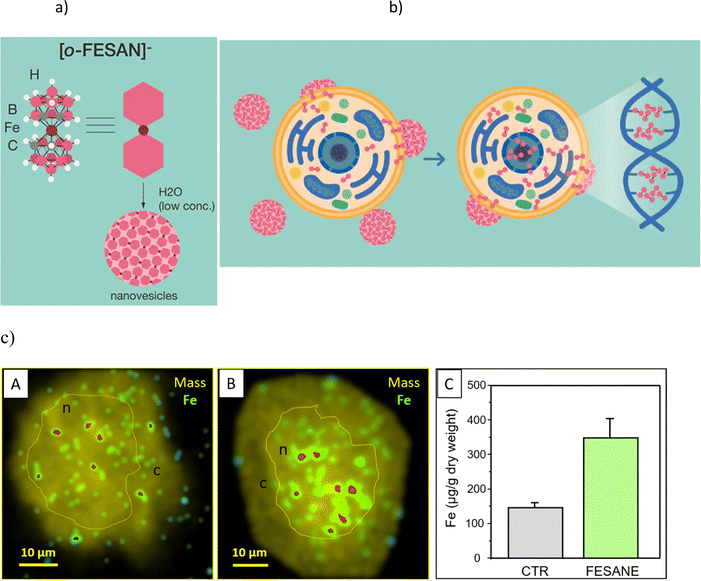Compelling DNA intercalation through ‘anion–anion’ anti-coulombic interactions: boron cluster self-vehicles as promising anticancer agents