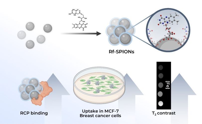 Riboflavin–citrate conjugate multicore SPIONs with enhanced magnetic responses and cellular uptake in breast cancer cells