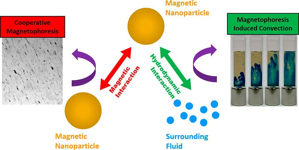 Unified View of Magnetic Nanoparticle Separation under Magnetophoresis