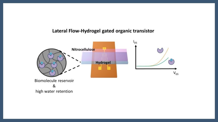 Bio-modified hydrogels in electrolyte-gated organic field-effect transistors for sensing applications