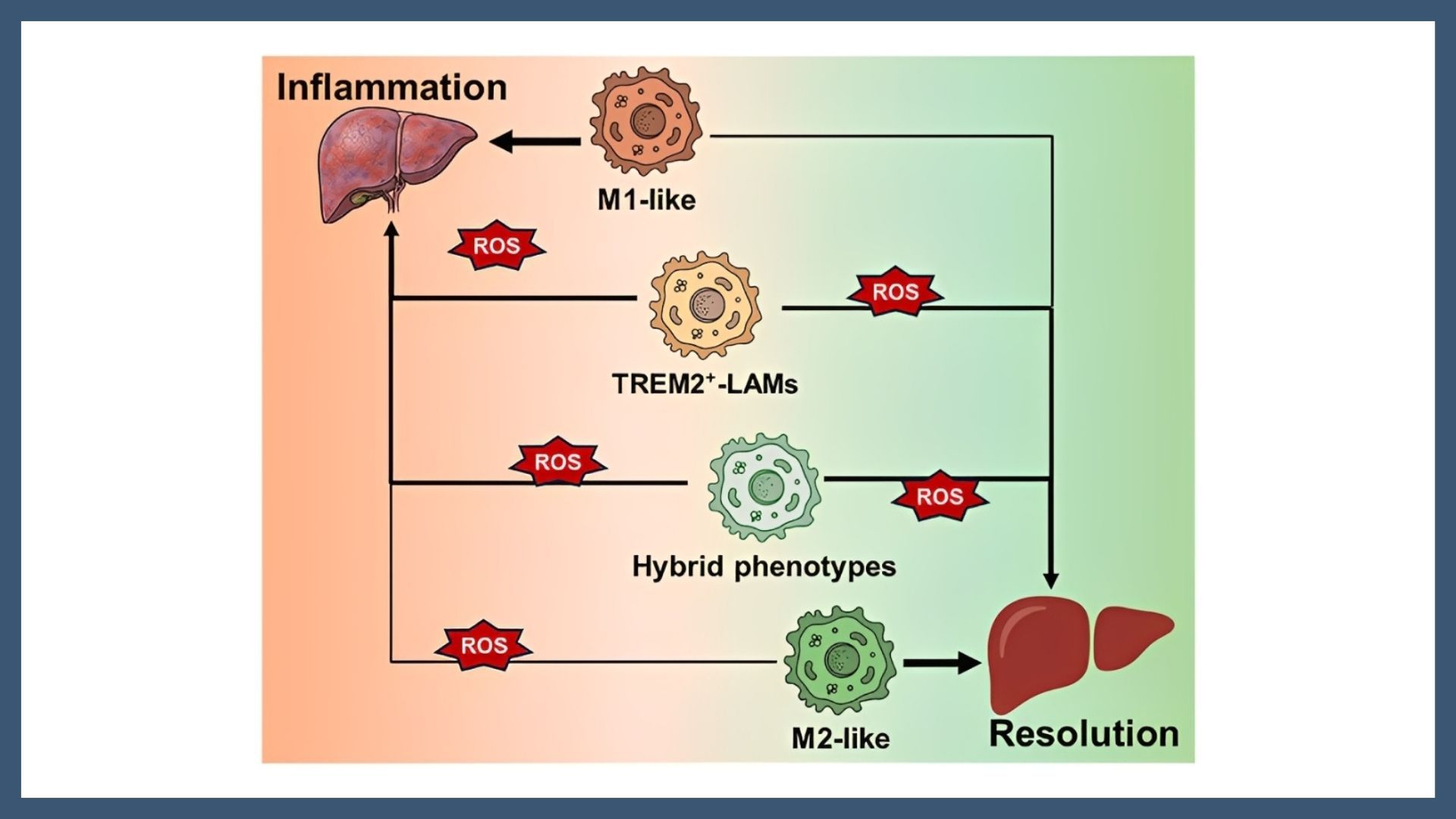 Beyond M1/M2: The role of reactive oxygen species in liver fibrosis and immune modulation