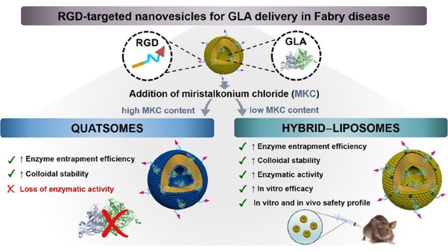 Impact of Chemical Composition on the Nanostructure and Biological Activity of α-Galactosidase-Loaded Nanovesicles for Fabry Disease Treatment