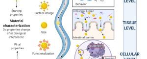 Interaction of nanoparticles with biological systems and vice versa by Amanda Muñoz
