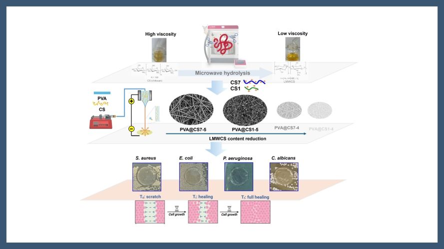 Electrospun PVA-chitosan nanofibers with antibacterial properties for wound healing: unveiling the potential of low molecular weight chitosan