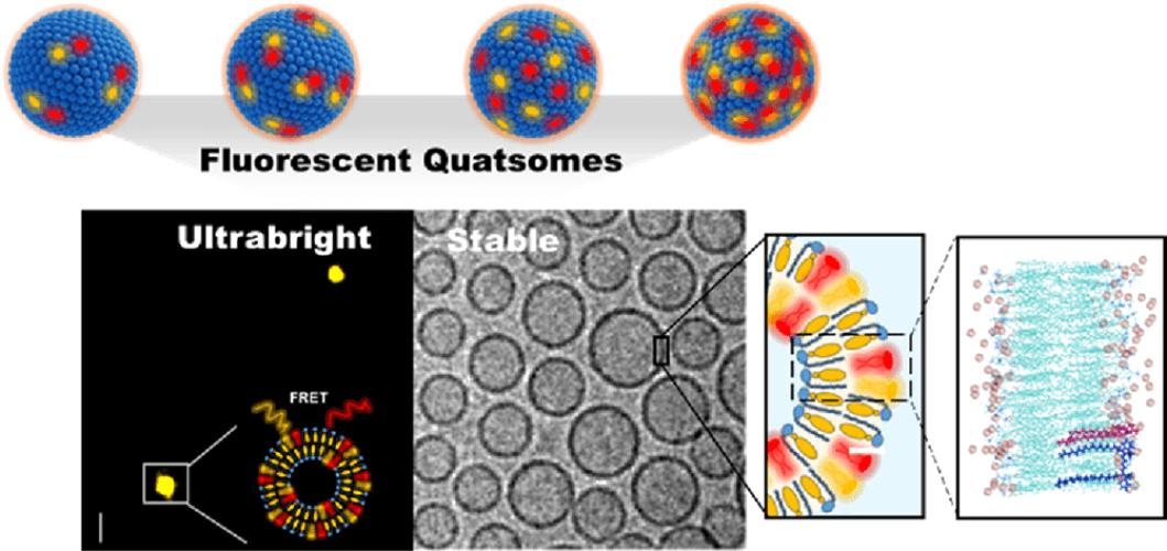 Ultrabright Föster Resonance Energy Transfer Nanovesicles: The Role of Dye Diffusion