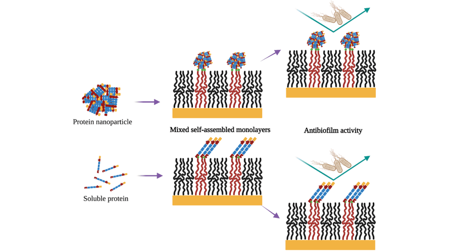 Antibiofilm surfaces based on the immobilization of a novel recombinant antimicrobial multidomain protein using self-assembled monolayers
