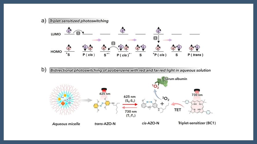 Bidirectional Photoswitching of a Tailored Azobenzene with Red and Far-Red Light Involving Triplet Sensitization in an Aqueous System