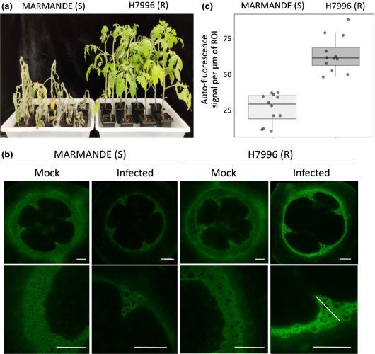 Induced ligno-suberin vascular coating and tyramine-derived hydroxycinnamic acid amides restrict Ralstonia solanacearum colonization in resistant tomato