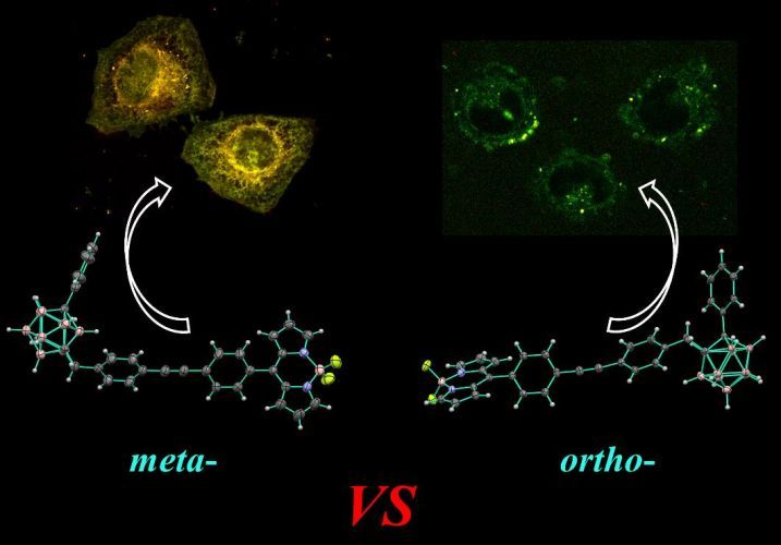 Tuning the Cell Uptake and Subcellular Distribution in BODIPY-carboranyl Dyads: An Experimental and Theoretical Study