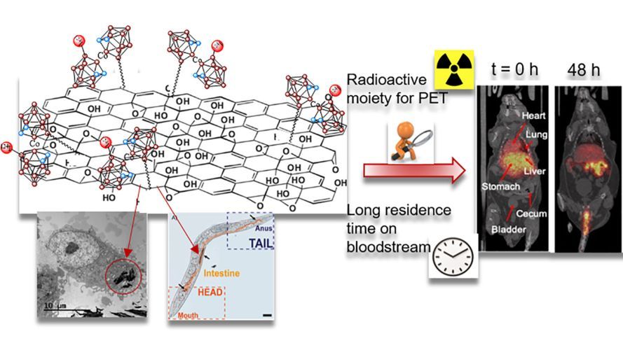 Radiolabeled Cobaltabis(dicarbollide) Anion–Graphene Oxide Nanocomposites for In Vivo Bioimaging and Boron Delivery