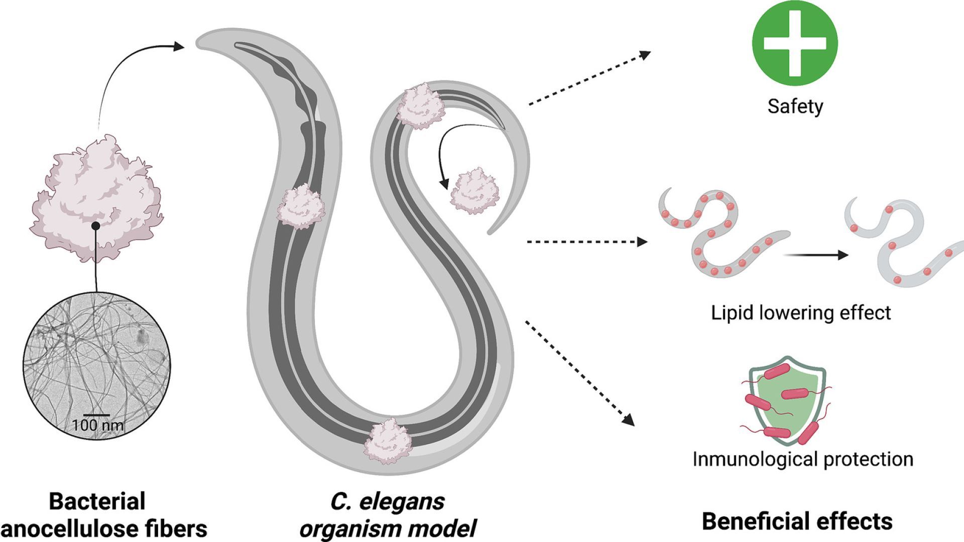 Caenorhabditis elegans endorse bacterial nanocellulose fibers as functional dietary Fiber reducing lipid markers