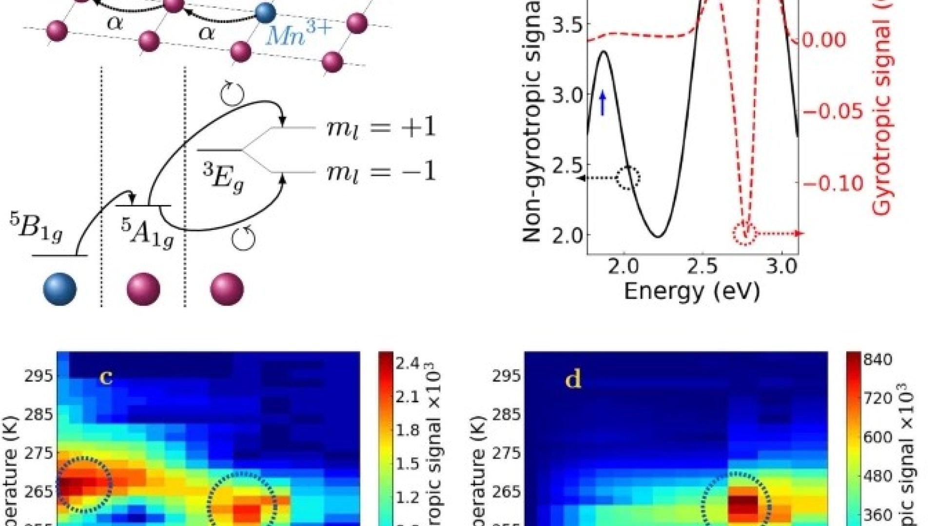 Spin-orbit entanglement driven by the Jahn-Teller effect
