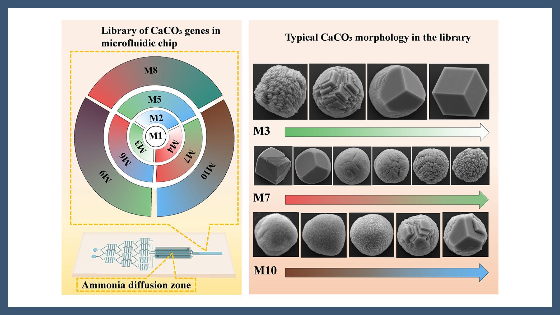 Deconstructing biomineralization codes: a high throughput microfluidic material genome strategy for calcium carbonate crystallization