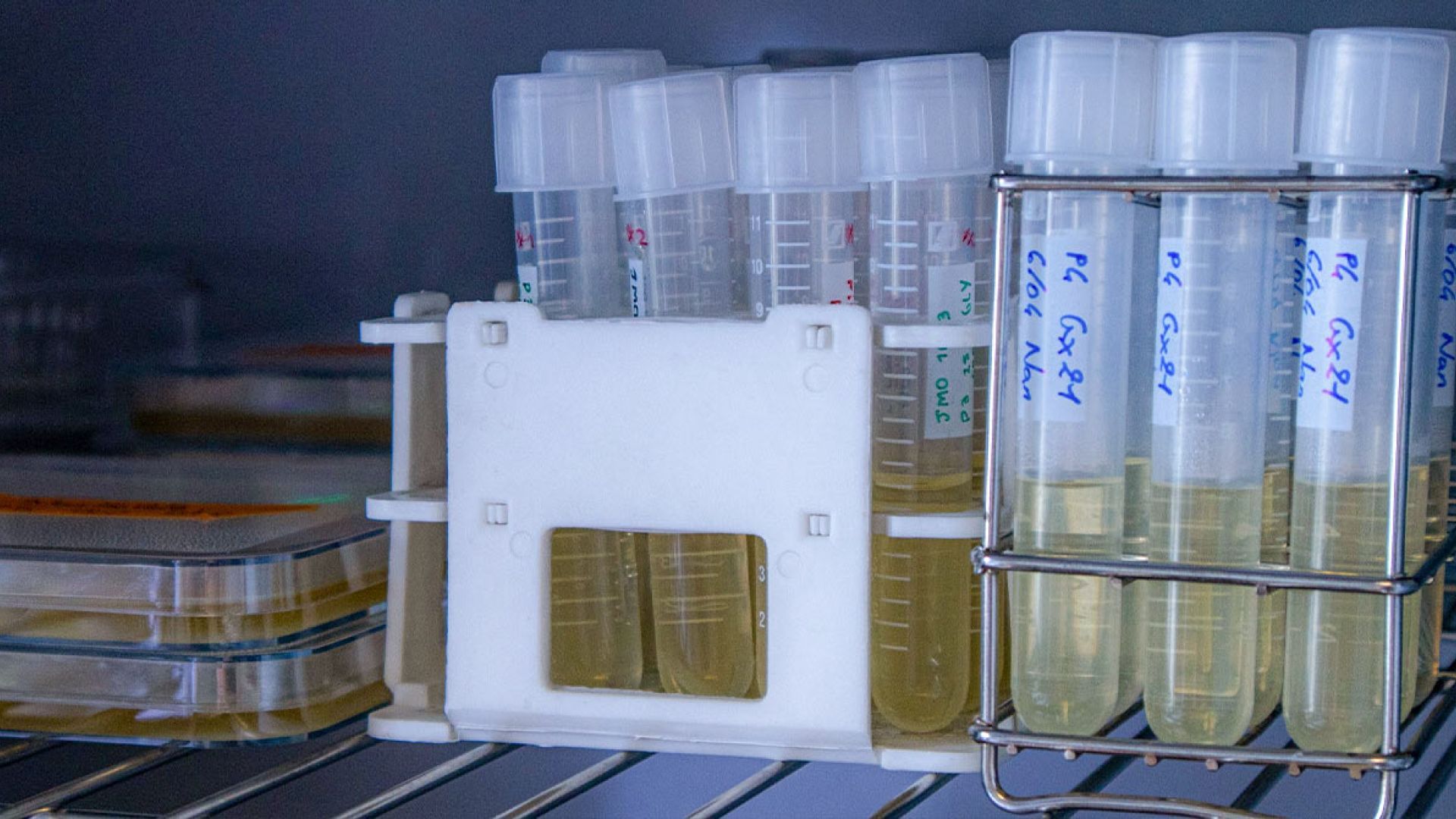Bacterial nanocellulose samples at the NN Lab