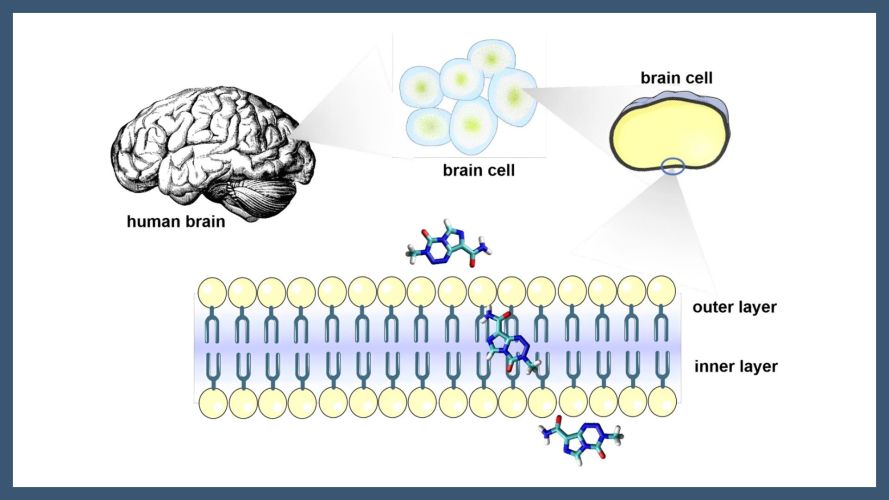 Influence of local ordering in the permeation of Temozolomide through the brain plasmatic membrane