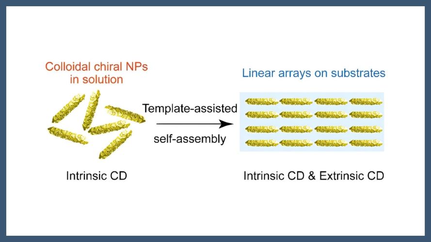 Intrinsic and Extrinsic Circular Dichroism in Linear Arrays of Anisotropic Chiral Nanoparticles