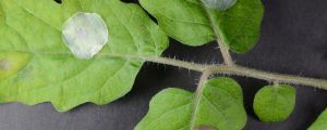 Tomato plant leaves covered with bacterial cellulose (left), plant cellulose (top) and the silver nanoparticles-bacterial cellulose hybrid patch (bottom) at the site of infection with the bacterial pathogen Pseudomonas syringae pv tomato, causing agent of bacterial speck.