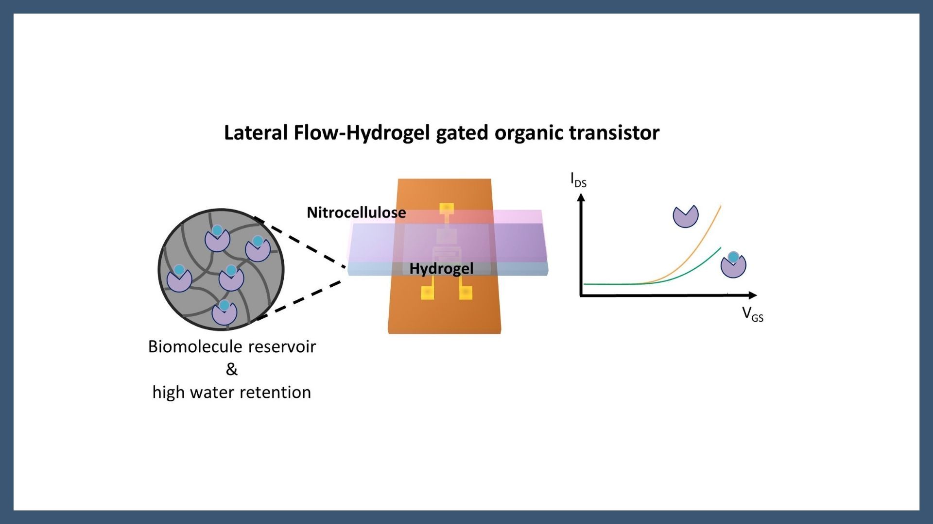 Bio-modified hydrogels in electrolyte-gated organic field-effect transistors for sensing applications