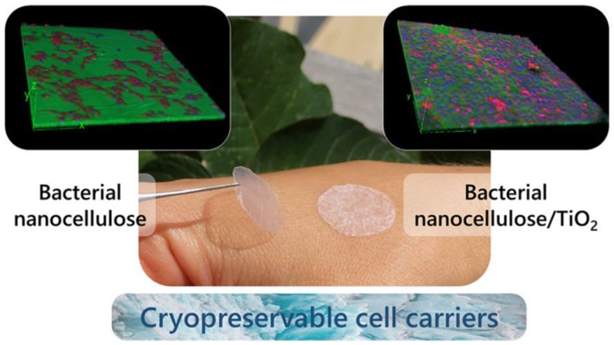 Bacterial Nanocellulose and Titania Hybrids: Cytocompatible and Cryopreservable Cell Carriers