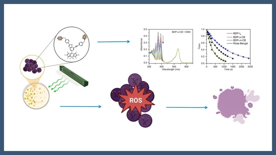 Carborane-BODIPY dyes as promising photosensitizers for light-mediated antimicrobial strategies
