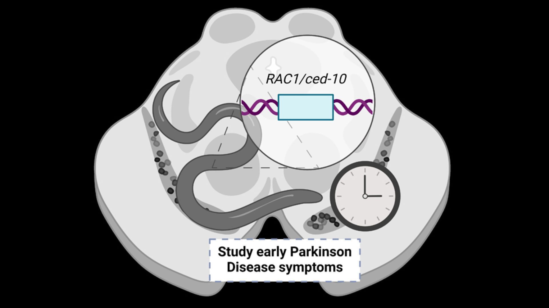 (Credit: Amanda Muñoz). Illustrative graph of the study proposing C. elegans Rac1/CED10 as a model for the study of the primary stages of Parkinson's disease.