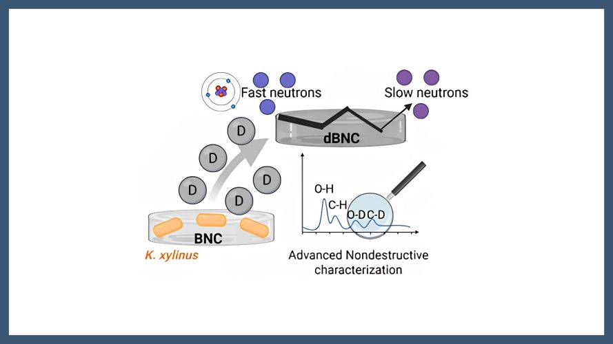 Engineering deuterated bacterial cellulose via biosynthesis for neutron applications