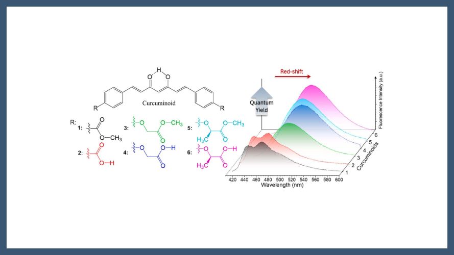 Structure–property correlations in ester- and carboxyl–functionalized curcuminoids: A combined experimental and theoretical study