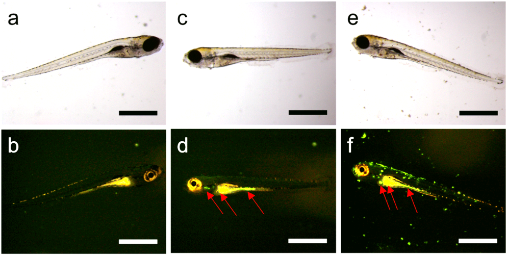 Bioevaluation of magnetic mesoporous silica rods: cytotoxicity, cell uptake and biodistribution in zebrafish and rodents