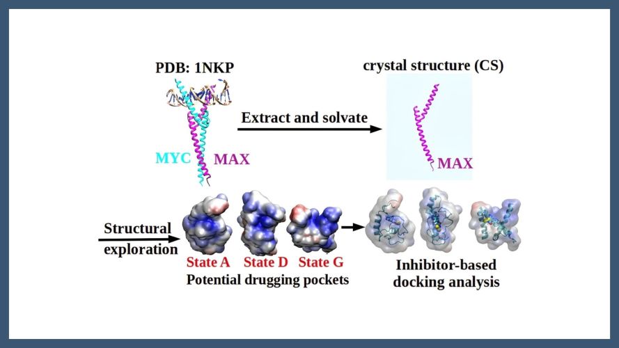 Probing the Structural Dynamics of the Unbound MAX Protein: Insights from Well-Tempered Metadynamics