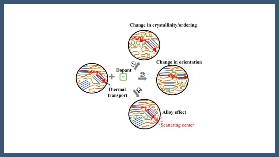 Microstructural Evolution Dominates the Changes in the Thermal Conductivity of Conjugated Polymers Upon Doping