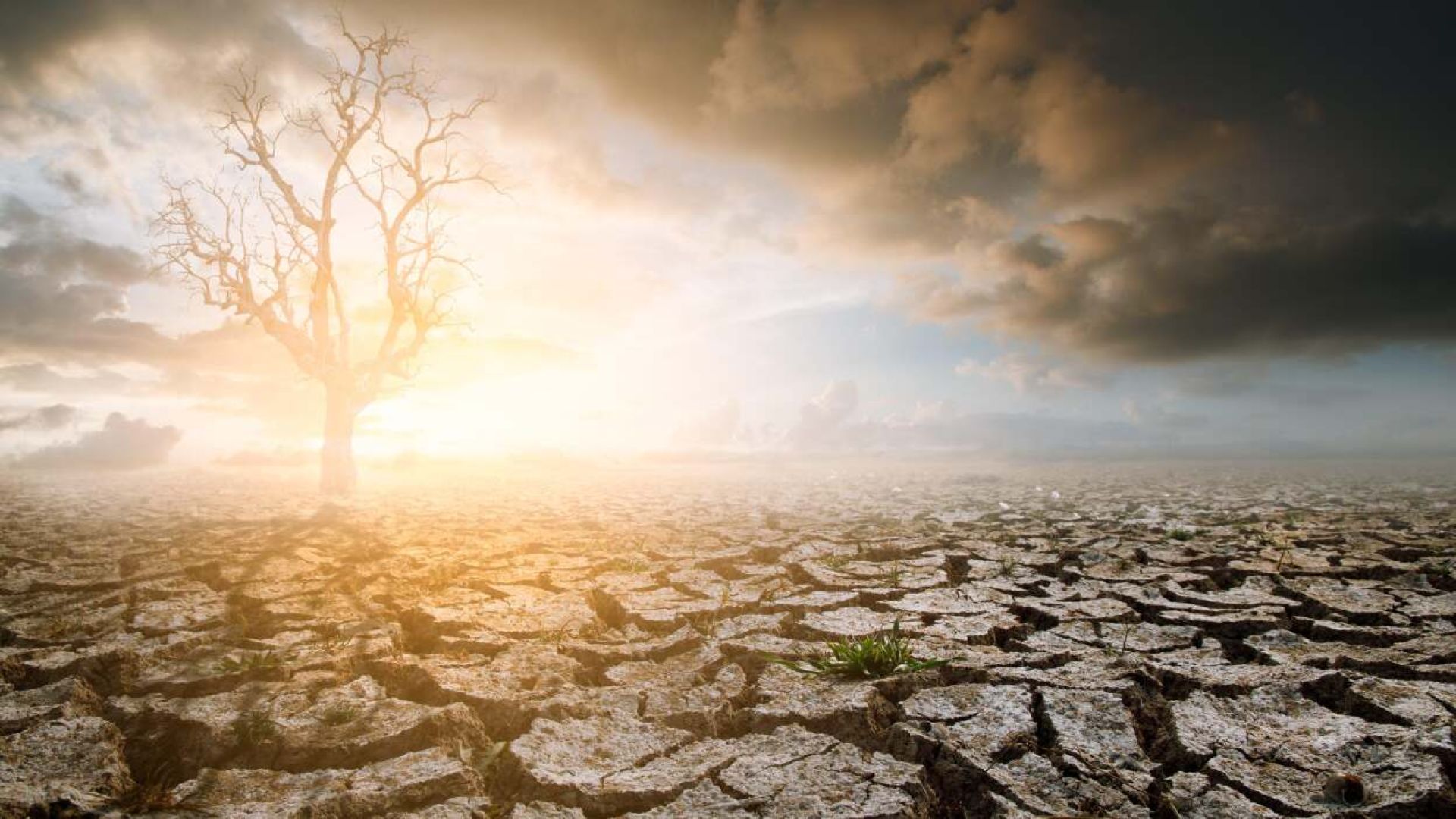 SOMMa has released a statement in regards of the climate emergency | Photo Credit: Namomooyim - Shutterstock