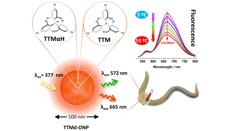 Ratiometric Nanothermometer Based on a Radical Excimer for In Vivo Sensing