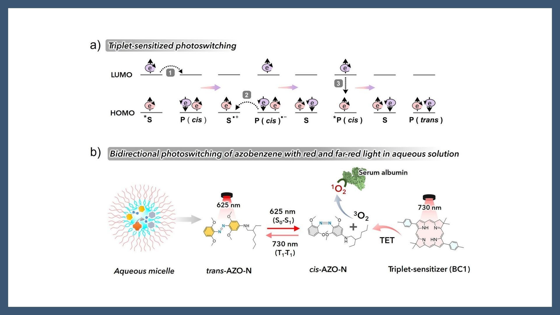 Bidirectional Photoswitching of a Tailored Azobenzene with Red and Far-Red Light Involving Triplet Sensitization in an Aqueous System