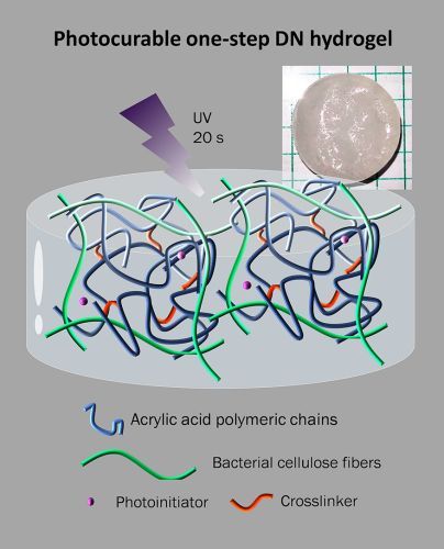 One-step double network hydrogels of photocurable monomers and bacterial cellulose fibers