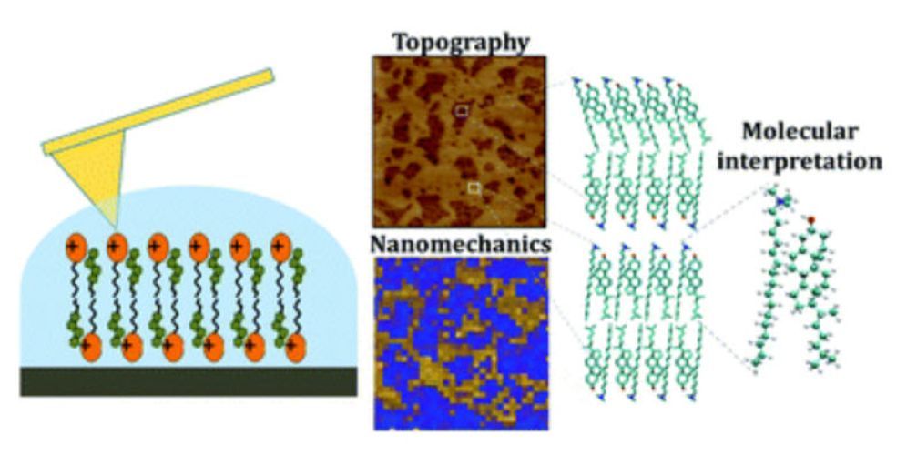 Insights into the structure and nanomechanics of a quatsome membrane by force spectroscopy measurements and molecular simulations