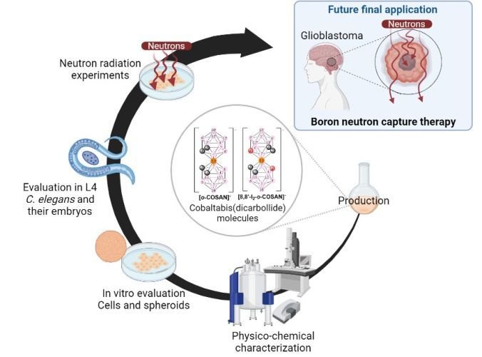 Cobaltabis(dicarbollide) ([o-COSAN]−) as Multifunctional Chemotherapeutics: A Prospective Application in Boron Neutron Capture Therapy (BNCT) for Glioblastoma