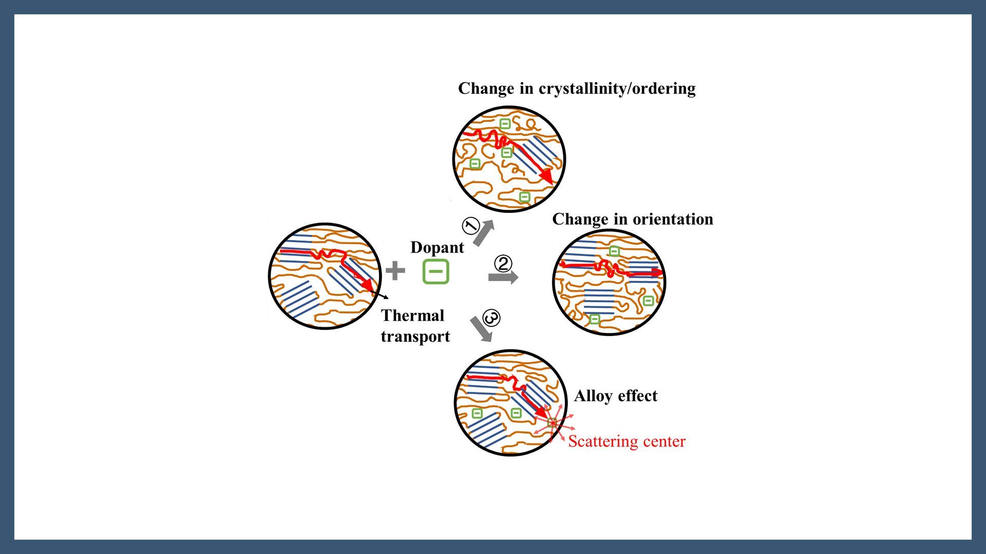 Microstructural Evolution Dominates the Changes in the Thermal Conductivity of Conjugated Polymers Upon Doping
